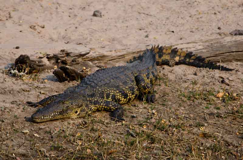 Cocodrilo - parque nacional de Chobe - Botswana 6.jpg